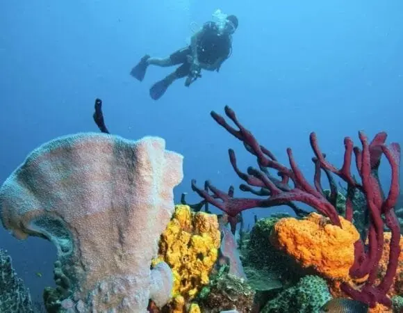 Scuba diver above coral in Dominica