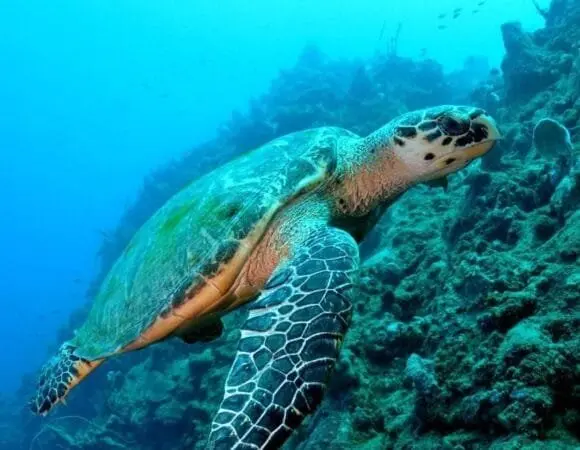 Sea turtle in clear Caribbean water