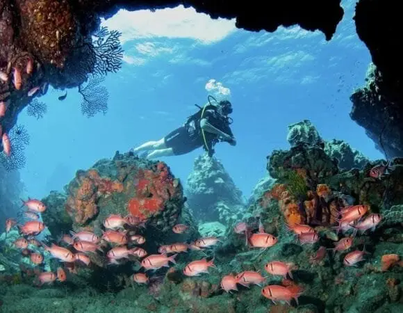 Divers and reef fish in Dominica