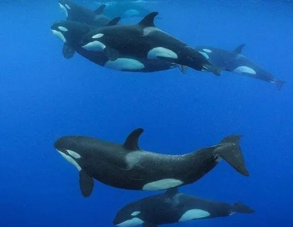 Whales swimming underwater