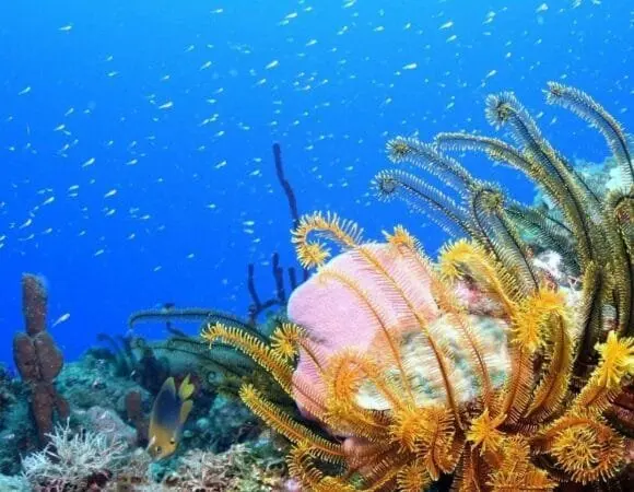 Colourful Caribbean reef scene