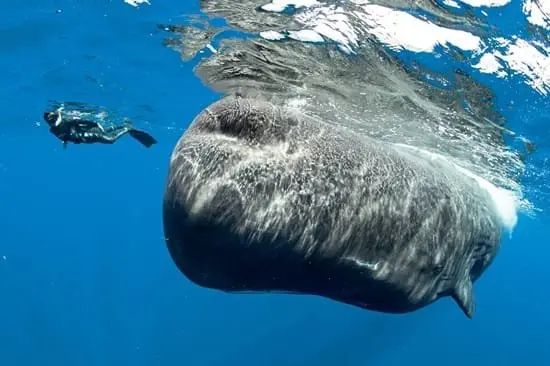 Underwater scenery representing activities around Dominica