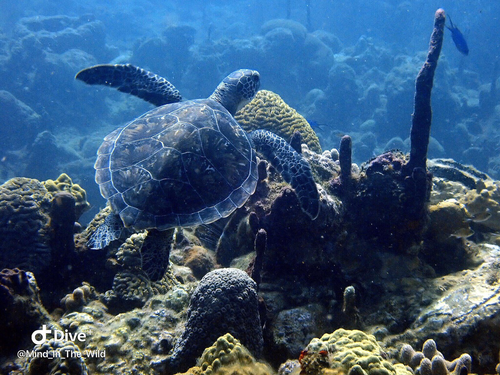 Oceanic Tortoise in Marigot Dominica